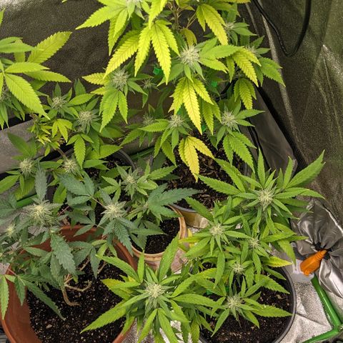 Super lemon haze, permanent marker, tropical bluecherry punch, & nutter butter growlog photo: I started to up the nutrients then a week later I think they are experiencing nutrient lockout so I'm going to water only water for a week  then start with lower ppm of like 600