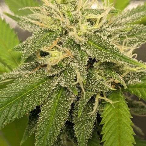 Super lemon haze, permanent marker, tropical bluecherry punch, & nutter butter growlog timeline photo