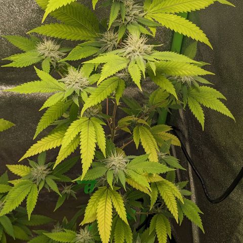 Super lemon haze, permanent marker, tropical bluecherry punch, & nutter butter growlog timeline photo