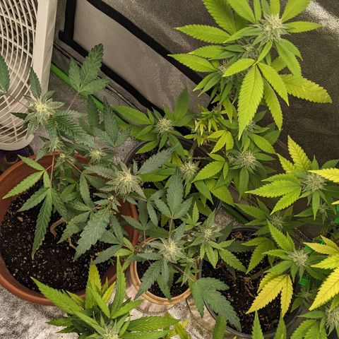 Super lemon haze, permanent marker, tropical bluecherry punch, & nutter butter growlog timeline photo
