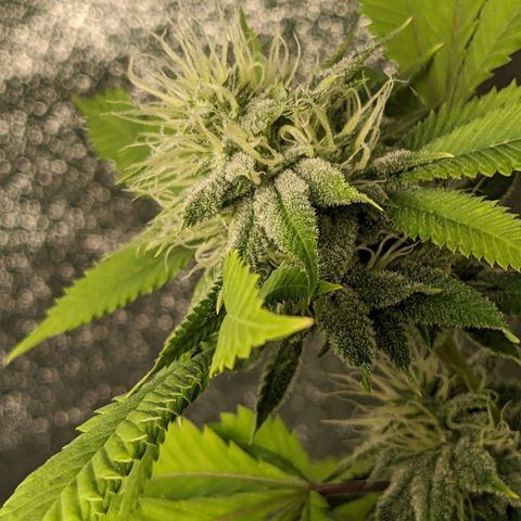 Super lemon haze, permanent marker, tropical bluecherry punch, & nutter butter growlog timeline photo