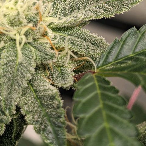 Super lemon haze, permanent marker, tropical bluecherry punch, & nutter butter growlog timeline photo