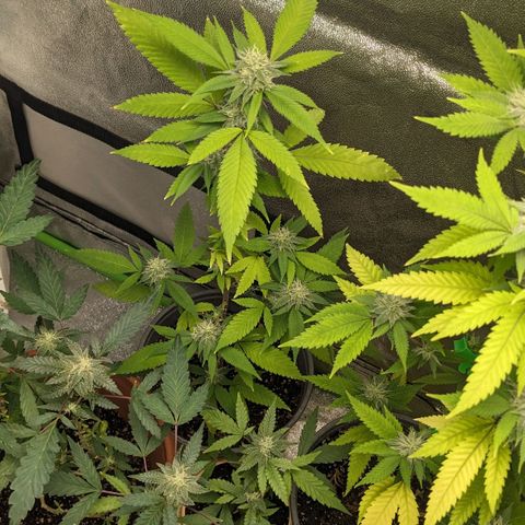 Super lemon haze, permanent marker, tropical bluecherry punch, & nutter butter growlog timeline photo