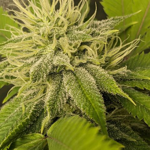 Super lemon haze, permanent marker, tropical bluecherry punch, & nutter butter growlog timeline photo