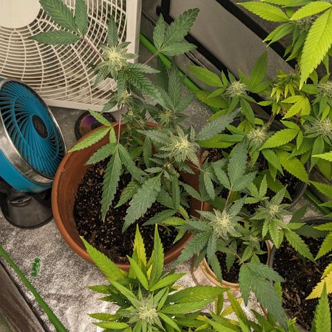 Super lemon haze, permanent marker, tropical bluecherry punch, & nutter butter growlog timeline photo