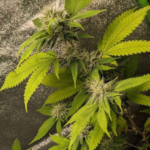 Super lemon haze, permanent marker, tropical bluecherry punch, & nutter butter growlog timeline photo