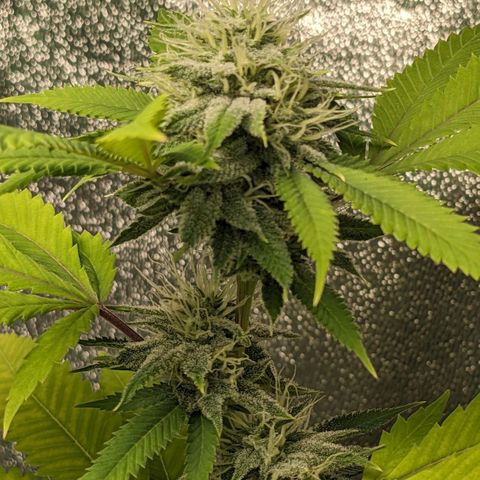Super lemon haze, permanent marker, tropical bluecherry punch, & nutter butter growlog timeline photo