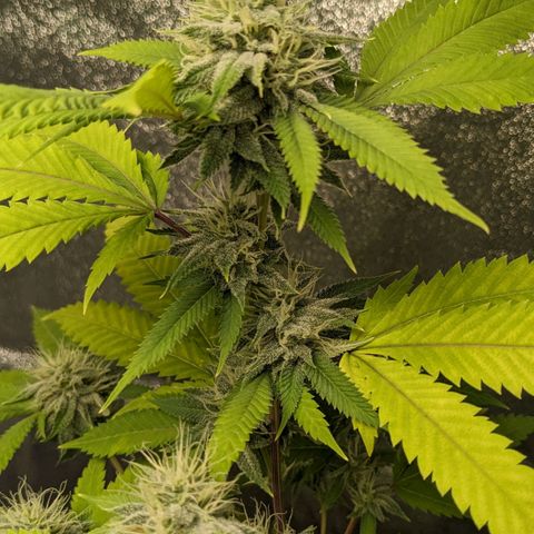 Super lemon haze, permanent marker, tropical bluecherry punch, & nutter butter growlog timeline photo