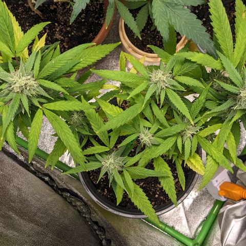 Super lemon haze, permanent marker, tropical bluecherry punch, & nutter butter growlog timeline photo