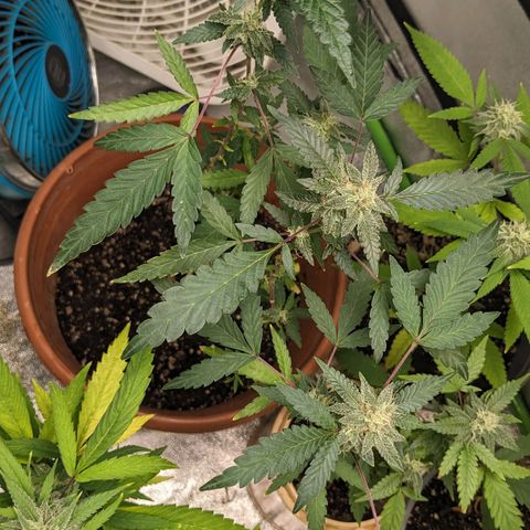 Super lemon haze, permanent marker, tropical bluecherry punch, & nutter butter growlog timeline photo