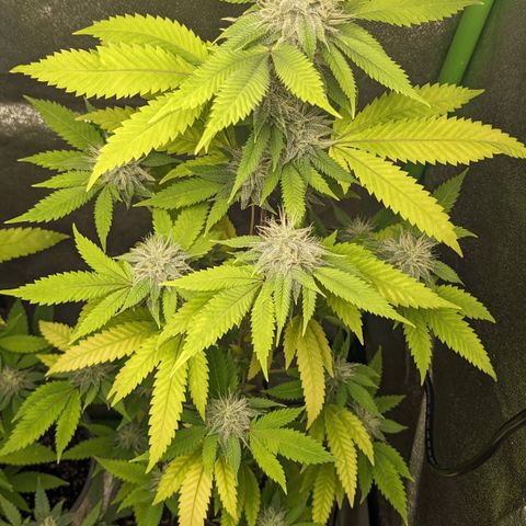 Super lemon haze, permanent marker, tropical bluecherry punch, & nutter butter growlog timeline photo