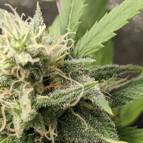 Super lemon haze, permanent marker, tropical bluecherry punch, & nutter butter growlog timeline photo