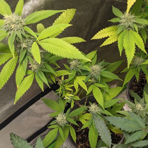 Super lemon haze, permanent marker, tropical bluecherry punch, & nutter butter growlog timeline photo