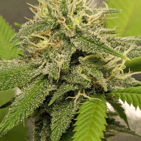 Super lemon haze, permanent marker, tropical bluecherry punch, & nutter butter growlog timeline photo
