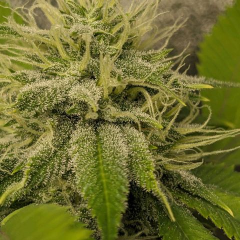 Super lemon haze, permanent marker, tropical bluecherry punch, & nutter butter growlog timeline photo
