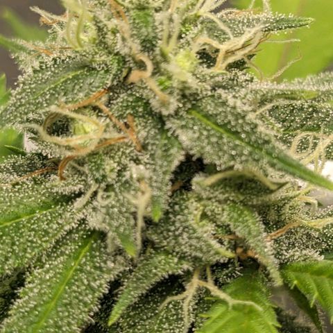 Super lemon haze, permanent marker, tropical bluecherry punch, & nutter butter growlog timeline photo