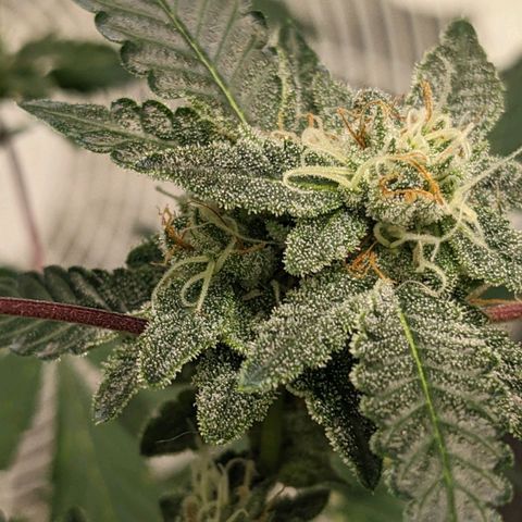Super lemon haze, permanent marker, tropical bluecherry punch, & nutter butter growlog timeline photo