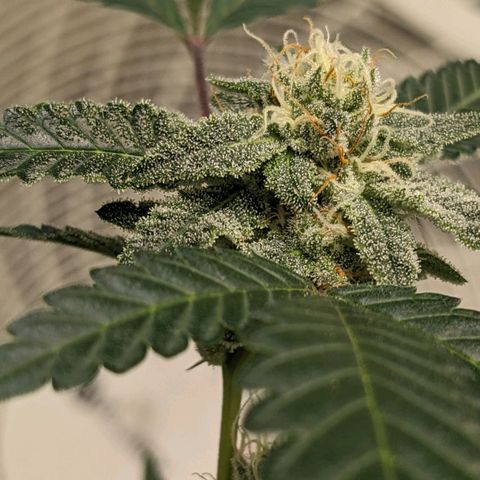 Super lemon haze, permanent marker, tropical bluecherry punch, & nutter butter growlog timeline photo