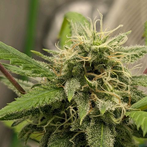 Super lemon haze, permanent marker, tropical bluecherry punch, & nutter butter growlog timeline photo