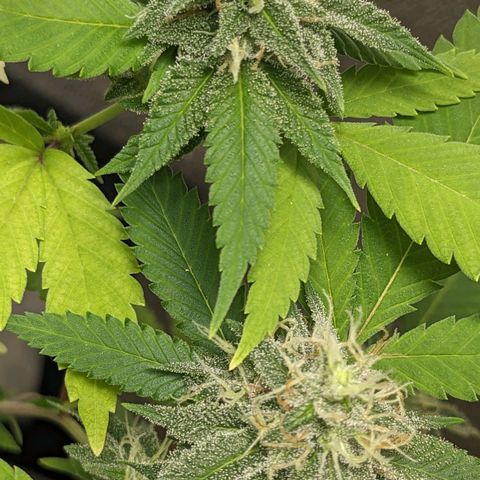 Super lemon haze, permanent marker, tropical bluecherry punch, & nutter butter growlog timeline photo