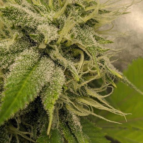Super lemon haze, permanent marker, tropical bluecherry punch, & nutter butter growlog timeline photo
