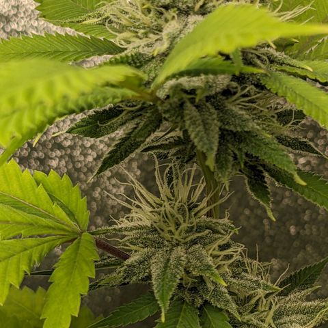 Super lemon haze, permanent marker, tropical bluecherry punch, & nutter butter growlog timeline photo