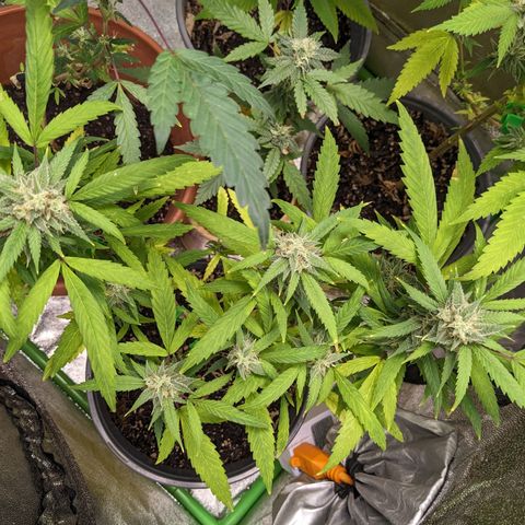 Super lemon haze, permanent marker, tropical bluecherry punch, & nutter butter growlog timeline photo