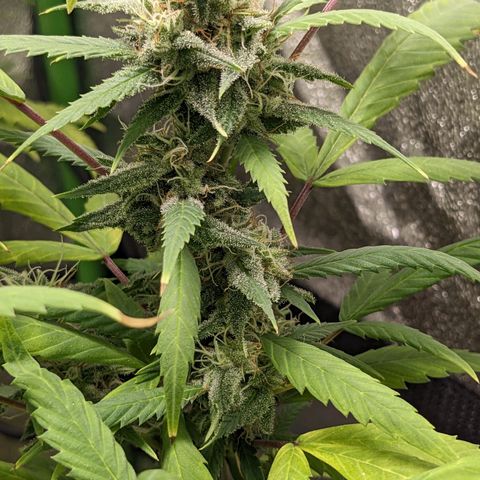 Super lemon haze, permanent marker, tropical bluecherry punch, & nutter butter growlog timeline photo