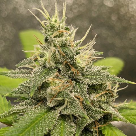 Super lemon haze, permanent marker, tropical bluecherry punch, & nutter butter growlog timeline photo