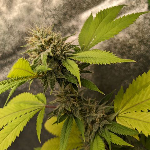 Super lemon haze, permanent marker, tropical bluecherry punch, & nutter butter growlog timeline photo