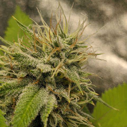 Super lemon haze, permanent marker, tropical bluecherry punch, & nutter butter growlog timeline photo