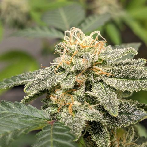 Super lemon haze, permanent marker, tropical bluecherry punch, & nutter butter growlog timeline photo