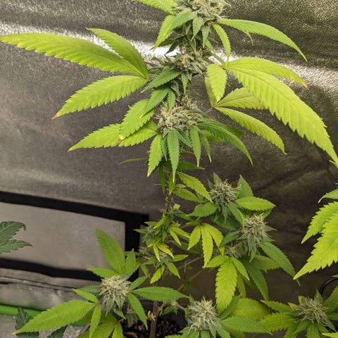 Super lemon haze, permanent marker, tropical bluecherry punch, & nutter butter growlog timeline photo