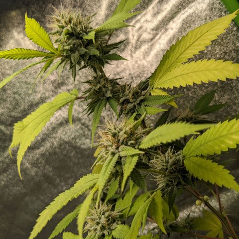 Super lemon haze, permanent marker, tropical bluecherry punch, & nutter butter growlog timeline photo