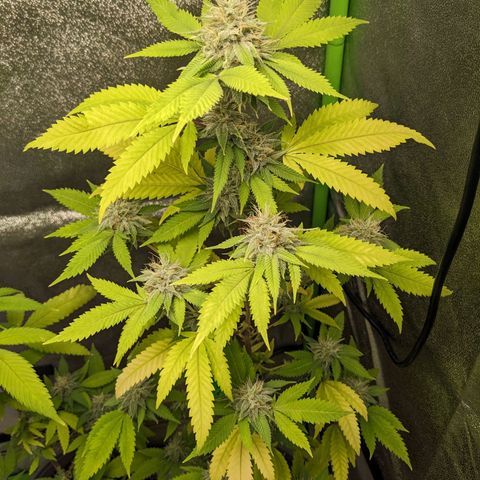 Super lemon haze, permanent marker, tropical bluecherry punch, & nutter butter growlog timeline photo