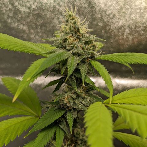 Super lemon haze, permanent marker, tropical bluecherry punch, & nutter butter growlog timeline photo