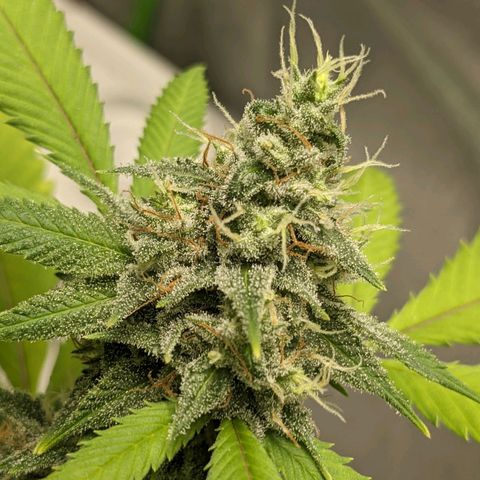 Super lemon haze, permanent marker, tropical bluecherry punch, & nutter butter growlog timeline photo