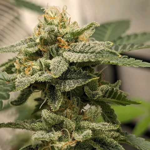 Super lemon haze, permanent marker, tropical bluecherry punch, & nutter butter growlog timeline photo