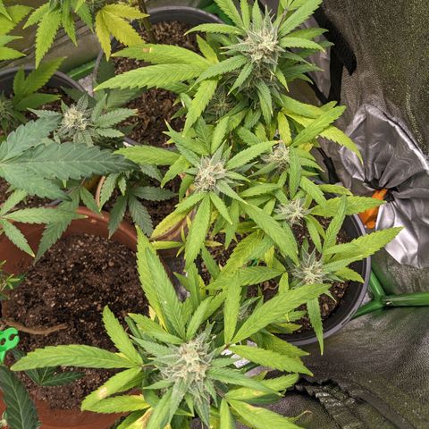 Super lemon haze, permanent marker, tropical bluecherry punch, & nutter butter growlog timeline photo