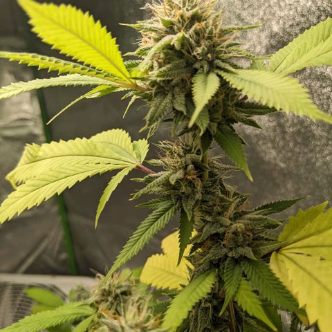 Super lemon haze, permanent marker, tropical bluecherry punch, & nutter butter growlog timeline photo