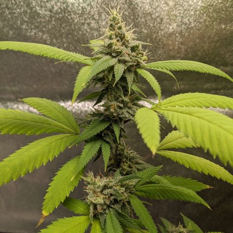 Super lemon haze, permanent marker, tropical bluecherry punch, & nutter butter growlog timeline photo