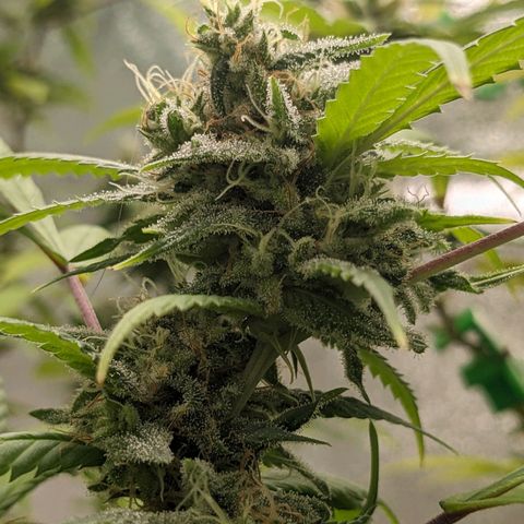 Super lemon haze, permanent marker, tropical bluecherry punch, & nutter butter growlog timeline photo