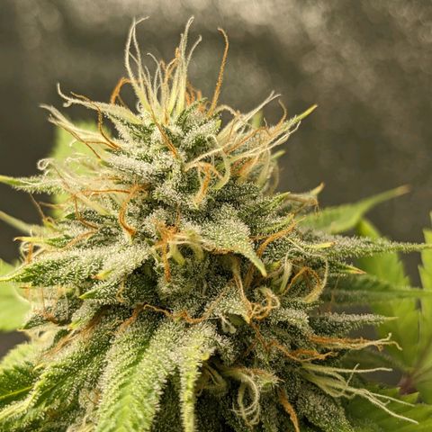 Super lemon haze, permanent marker, tropical bluecherry punch, & nutter butter growlog timeline photo