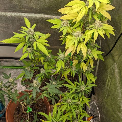 Super lemon haze, permanent marker, tropical bluecherry punch, & nutter butter growlog timeline photo