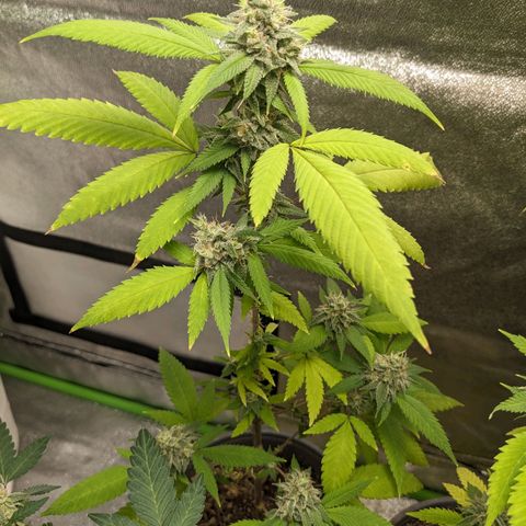 Super lemon haze, permanent marker, tropical bluecherry punch, & nutter butter growlog timeline photo