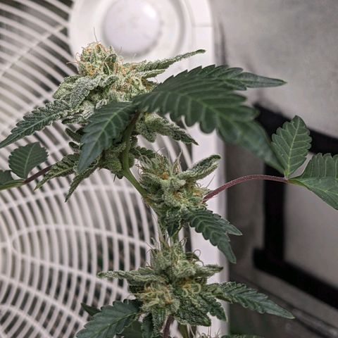Super lemon haze, permanent marker, tropical bluecherry punch, & nutter butter growlog timeline photo