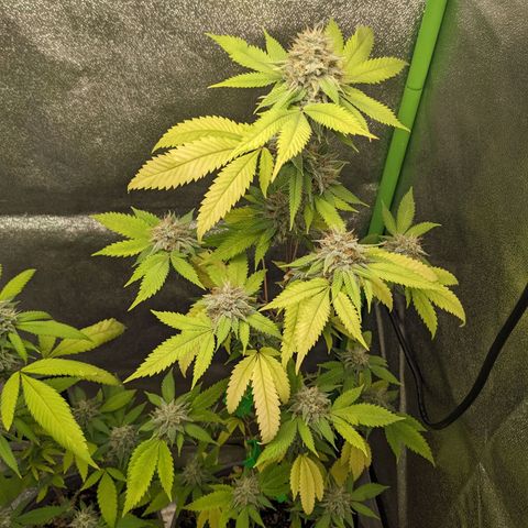 Super lemon haze, permanent marker, tropical bluecherry punch, & nutter butter growlog timeline photo