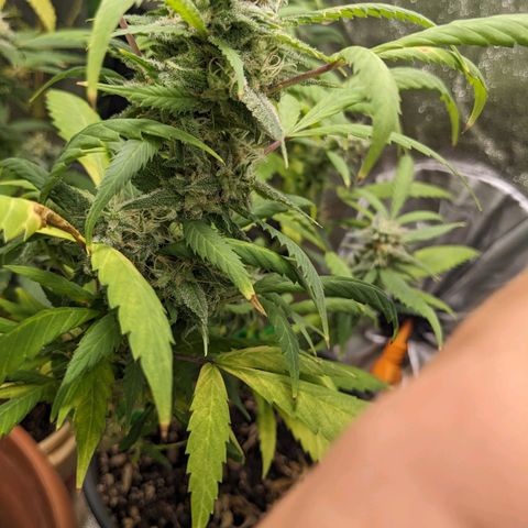 Super lemon haze, permanent marker, tropical bluecherry punch, & nutter butter growlog timeline photo