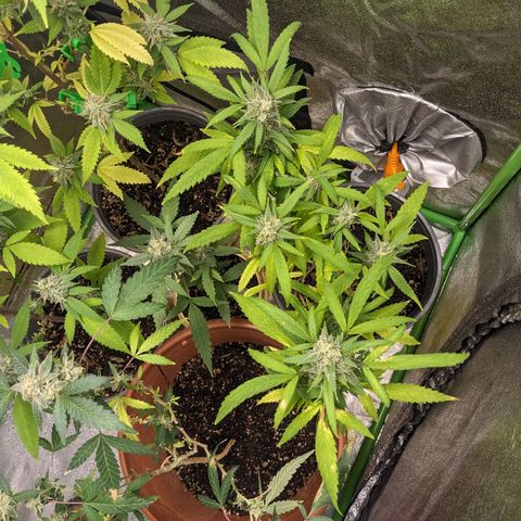 Super lemon haze, permanent marker, tropical bluecherry punch, & nutter butter growlog timeline photo