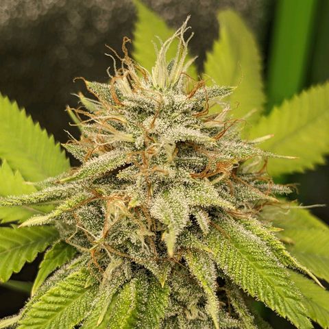 Super lemon haze, permanent marker, tropical bluecherry punch, & nutter butter growlog timeline photo